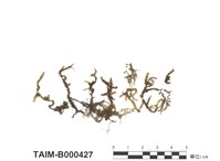 藏品(長葉鱗葉苔)的圖片